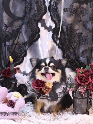 20231028ごまくん